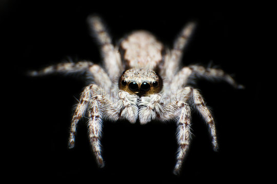 Beautiful jumping spider macro portrait isolated on black background