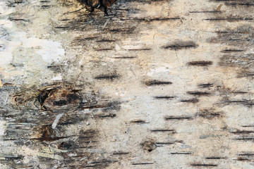 Strip of birch bark