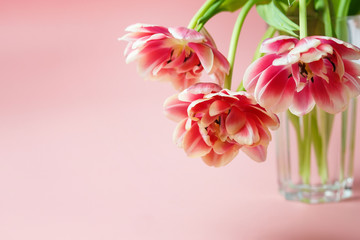 pink lush tulips in a glass cup on a pink background with space for text.