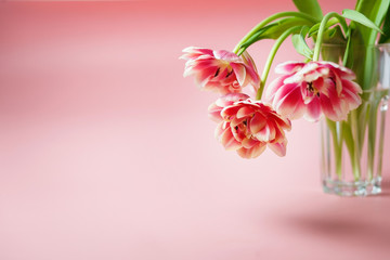 pink lush tulips in a glass cup on a pink background with space for text.