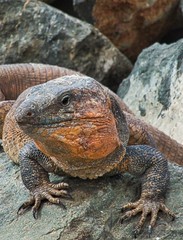iguana on rock