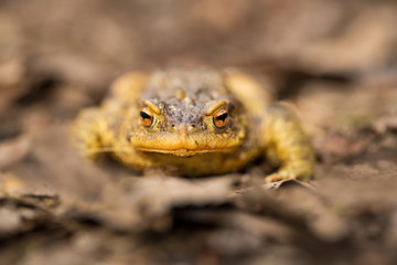 Bufo bufo. Wild nature. Beautiful picture. Nature of the Czech Republic. Frog. From Frog Life. Animal. Amphibian. Nature photos.