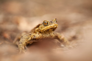 Bufo bufo. Wild nature. Beautiful picture. Nature of the Czech Republic. Frog. From Frog Life. Animal. Amphibian. Nature photos.