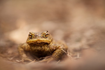 Bufo bufo. Wild nature. Beautiful picture. Nature of the Czech Republic. Frog. From Frog Life. Animal. Amphibian. Nature photos.