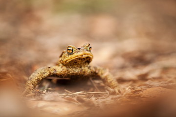 Bufo bufo. Wild nature. Beautiful picture. Nature of the Czech Republic. Frog. From Frog Life. Animal. Amphibian. Nature photos.