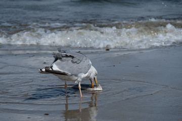 Möwe frißt toten Fisch am Strand