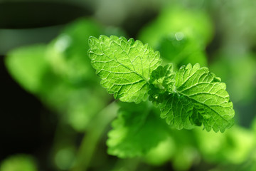 green leaves of the medicinal plant melissa close up