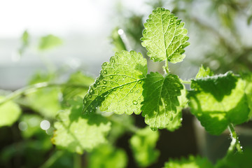 Green leaves of a medicinal plant in water drops. Melissa officinalis close up
