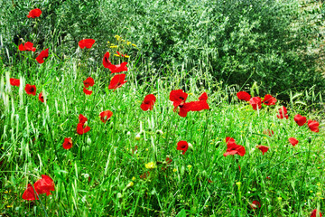 Oats and poppies
