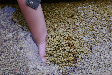 Industrial plant produced coffee bean organic cleaning skin with water and hand