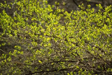 Picture of bush branches with fresh green leaves early spring background