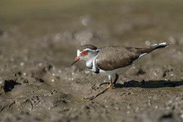 Three banded plover.Charadrius tricollaris, Kruger National Park, South Africa.