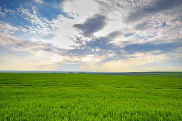 Fototapeta premium rural landscape, green field grass with a blue sky and clouds