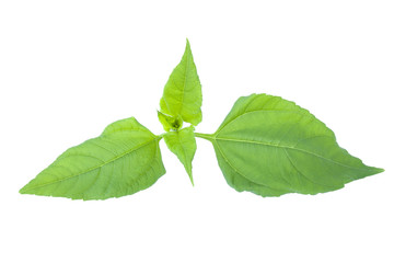 Green ginger leaves (Etlingera elatior) isolated on a white background