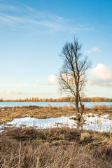Bare tree in a marshy area