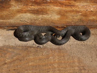The young grass snake (Natrix Natrix) lies on wooden boards 