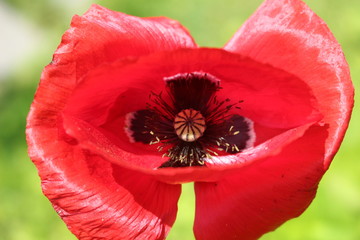 Red flower of poppy (Papaver rhoeas) close up 