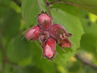 Fruits of red-leafed hazel, affected by pests (the photo show holes from them)