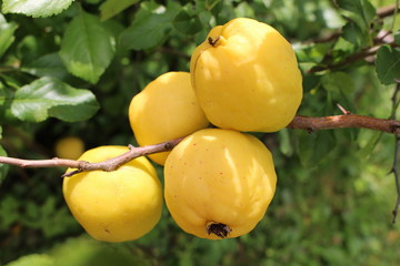 Yellow fruits of Japanese quince