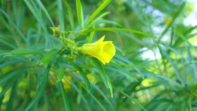 Cascabela thevetia flower.