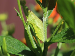 Green pupa of a butterfly (Papilio machaon) on a flower (Helenium) stalk