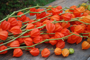 Stems of physalis with bright fruit-boxes on a wooden table (close-up)