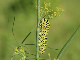 Caterpillar of Papilio machaon on a stalk of dill