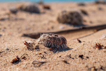 Dead Sea Urchin at the shore, Cape Range NP, Australia