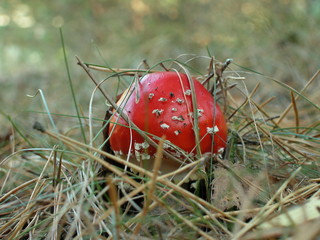 Muchomor czerwony © M. G. Koperkiewicz