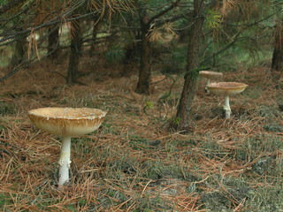 Muchomor czerwony © M. G. Koperkiewicz