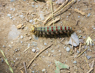 Green hairy caterpillar with red and blue dots in Altai, Russia