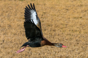Black Bellied Whistling Duck In Flight
