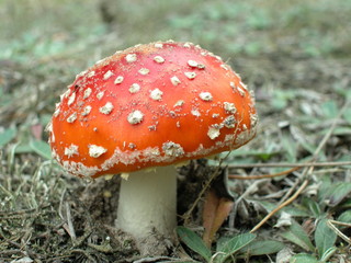 Muchomor czerwony © M. G. Koperkiewicz