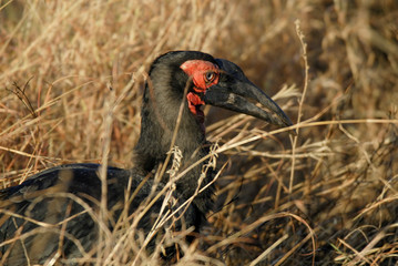 Southern ground hornbill,Bucorvus leadbeateri, Kruger National Park,South Africa