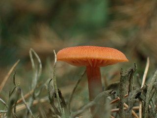 Grzyby © M. G. Koperkiewicz