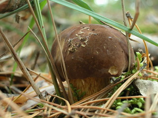 Borowik © M. G. Koperkiewicz