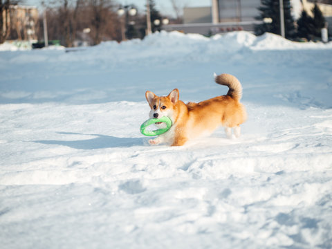 welsh corgi dog playing in winter park