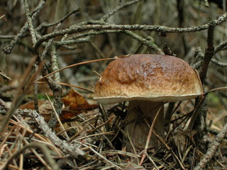 Borowik © M. G. Koperkiewicz