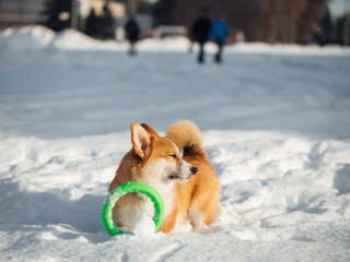 welsh corgi dog playing in winter park