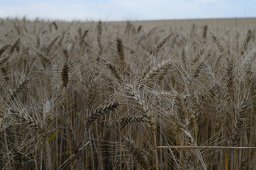 Fototapeta premium grass and sky