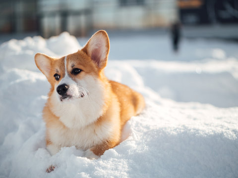 welsh corgi dog playing in winter park