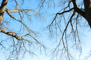 The spreading branches of leafless hibernating trees in winter against blue sky.