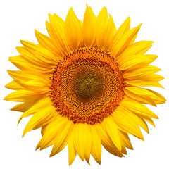 Fototapeta premium Flower of sunflower head isolated on white background. Seeds and oil. Flat lay, top view