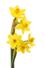 Naklejka na ściany i meble Grand Soleil d'Or narcissus flowers