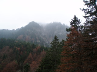 forest in fog.Neuschwanstein.