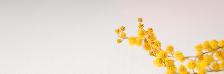 yellow Mimosa flowers close-up on white background. copy space, long banner
