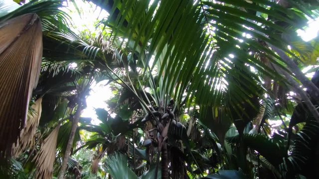 The island of la digue in the Seychelles. The rainforest and legendary fruits of Coco de Mer. Exclusive.