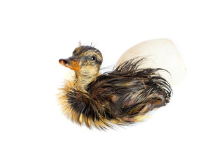 Newborn duckling and egg