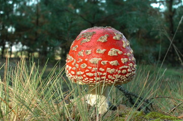 Muchomor czerwony © M. G. Koperkiewicz
