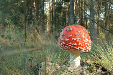 Muchomor czerwony © M. G. Koperkiewicz